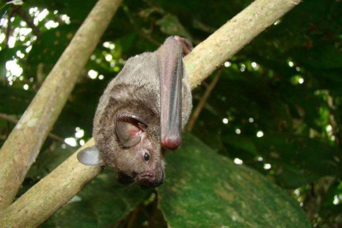 Pesquisa demonstra que aromas sintéticos atraem morcegos dispersores de sementes