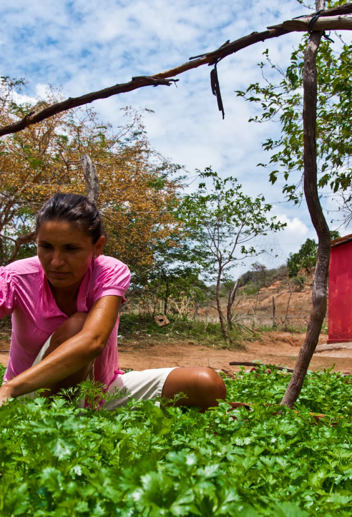 Semiárido vive entre iniciativas sustentáveis e a disputa por recursos naturais