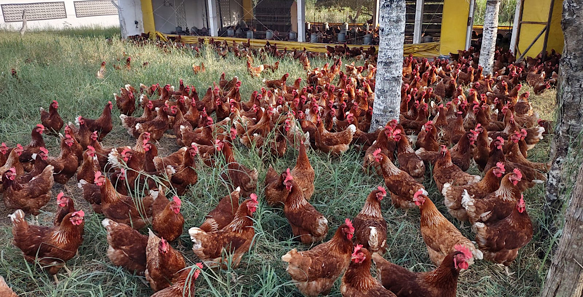 Produção de carnes de aves e mel do Brasil é aprovada em novo relatório da União Europeia