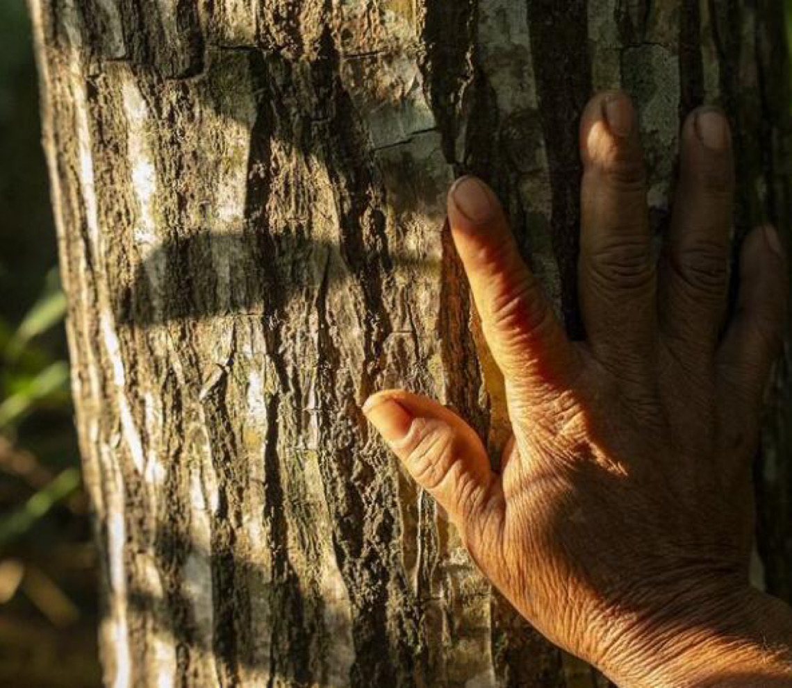 Restauração florestal avança no mundo com exemplos positivos no Brasil
