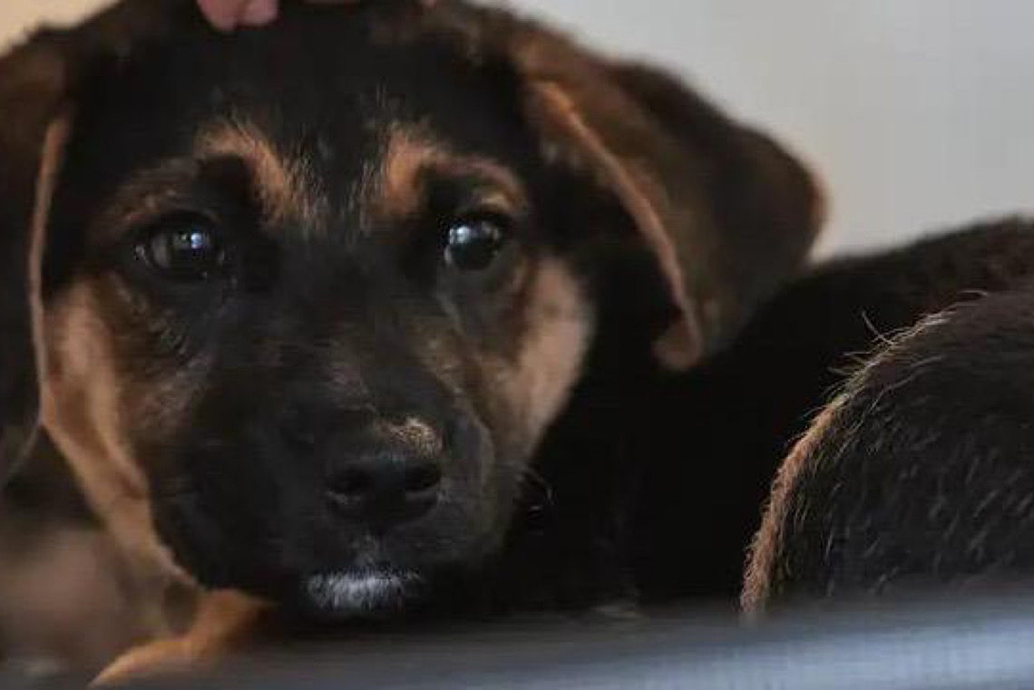 Ciência prova: Cães processam a fala de forma parecida com os humanos