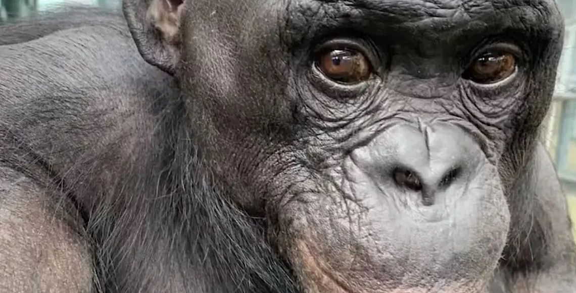 Por que chimpanzés e bonobos carregam filhotes mortos por semanas ou meses