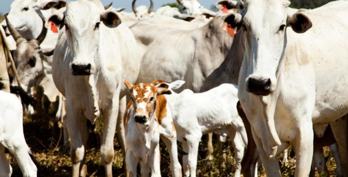 Quantidade de gado diminui e produção aumenta na agropecuária, mostra IBGE