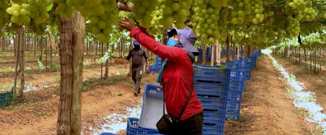 Exploração de trabalhadores rurais sustenta fruticultura bilionária