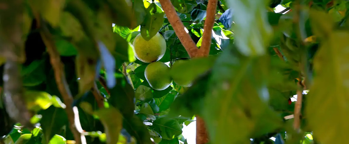 Preço do limão está acima da média, mesmo na entressafra, chuvas afetaram a florada