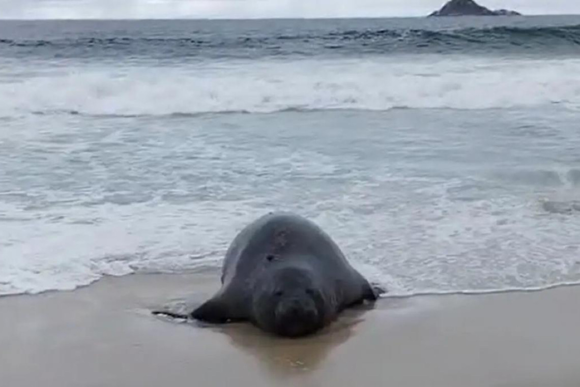 Elefante-marinho atrai atenção de banhistas em praia do Rio de Janeiro