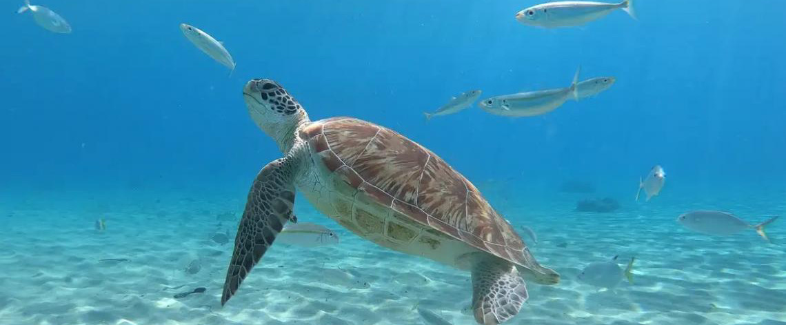 Pesquisa encontra resíduos de plástico em tartarugas no Rio de Janeiro