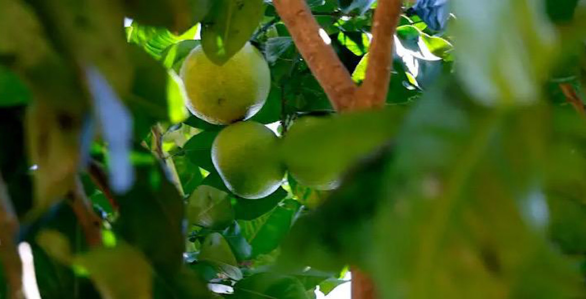 Preço do limão está acima da média, mesmo na entressafra, chuvas afetaram a florada