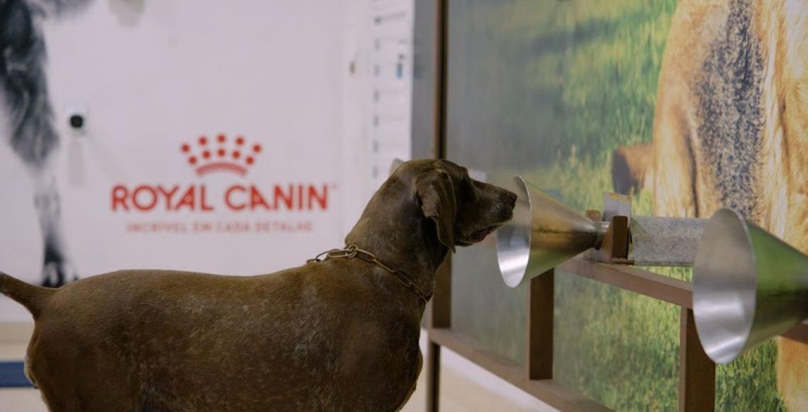 Cães a serviço da saúde: Projeto auxilia na detecção do câncer de mama