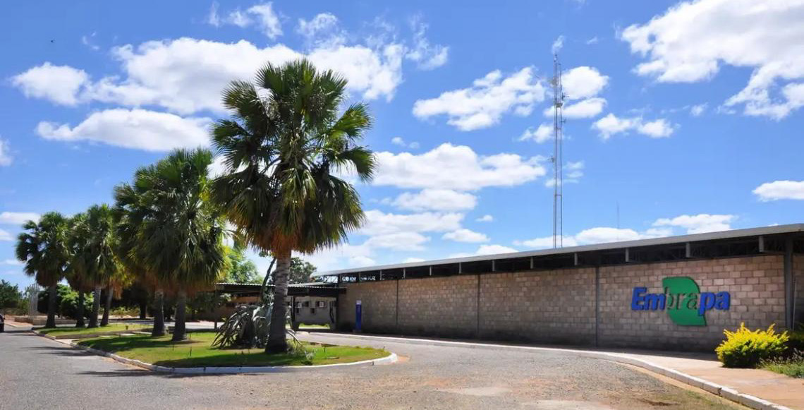 Embrapa é designada como Centro de Referência para Florestas Plantadas