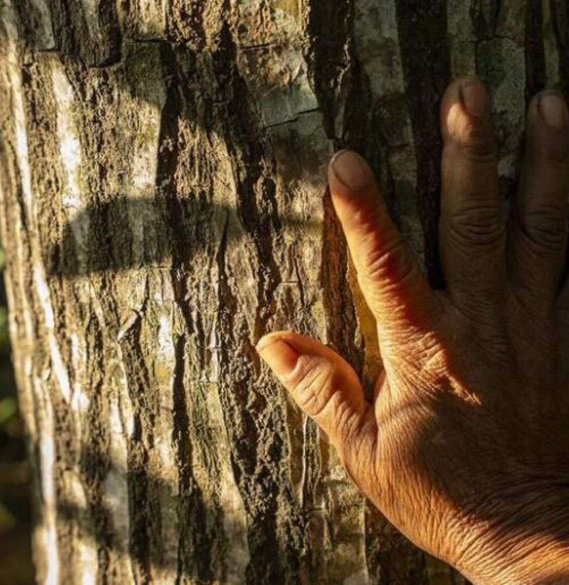 Redução das emissões e transição verde em foco na preparação da COP31