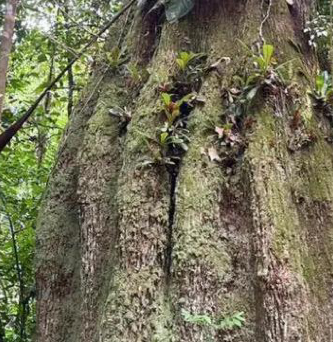Congresso brasileiro terá sete em cada dez parlamentares contra agenda ambiental
