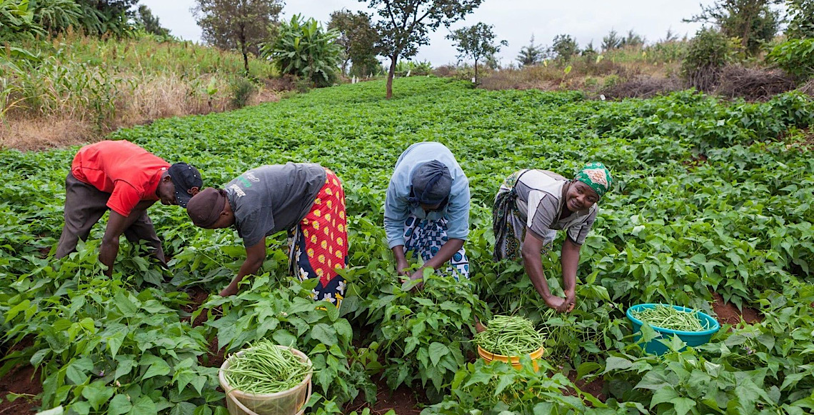 Terra Lunda: Agronegócio pode ampliar presença do Brasil em Angola, mas crédito ainda é desafio