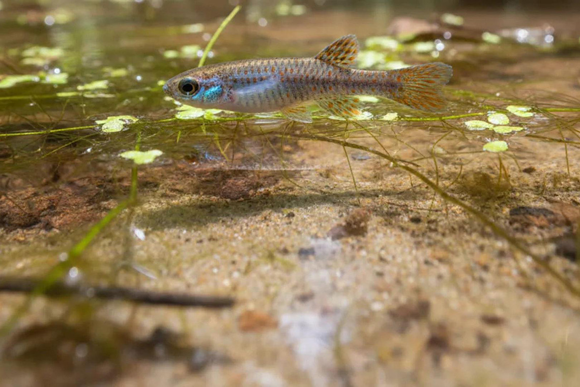 Pesquisadores descobrem espécie de 'peixe-nuvem' na Amazônia