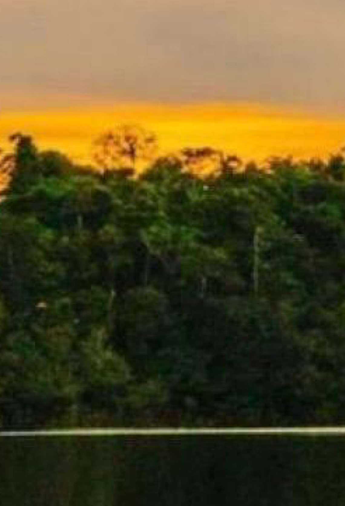 Patrimônio da Unesco protege mais de 6 milhões de hectares de floresta