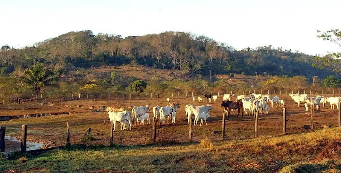 Agropecuária ocupa territórios próximos aos preservados na Amazônia, dados da Coleção 11 do MapBiomas