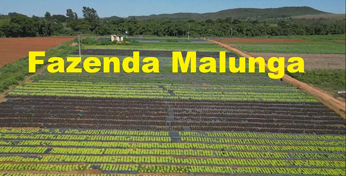 Do campo à mesa: Fazenda Malunga aproxima crianças da produção de alimentos