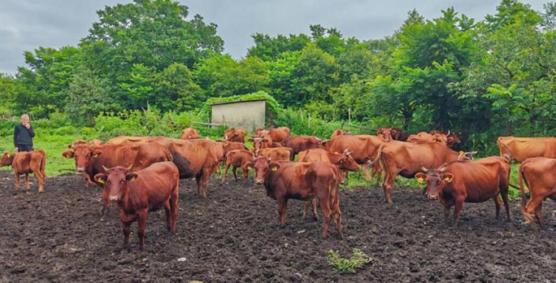 Pecuária global encara desafios para unir nutrição e sustentabilidade