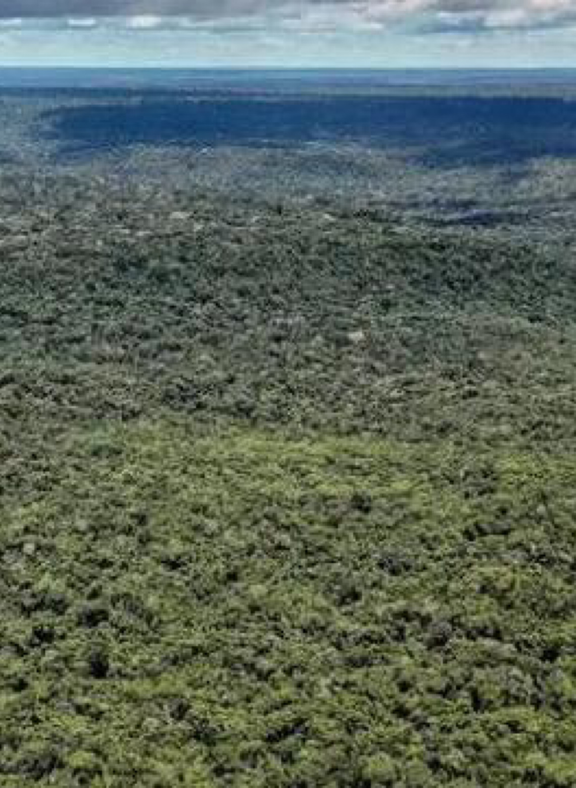 MapBiomas: Amazônia registra menor nível de desmatamento em 41 anos