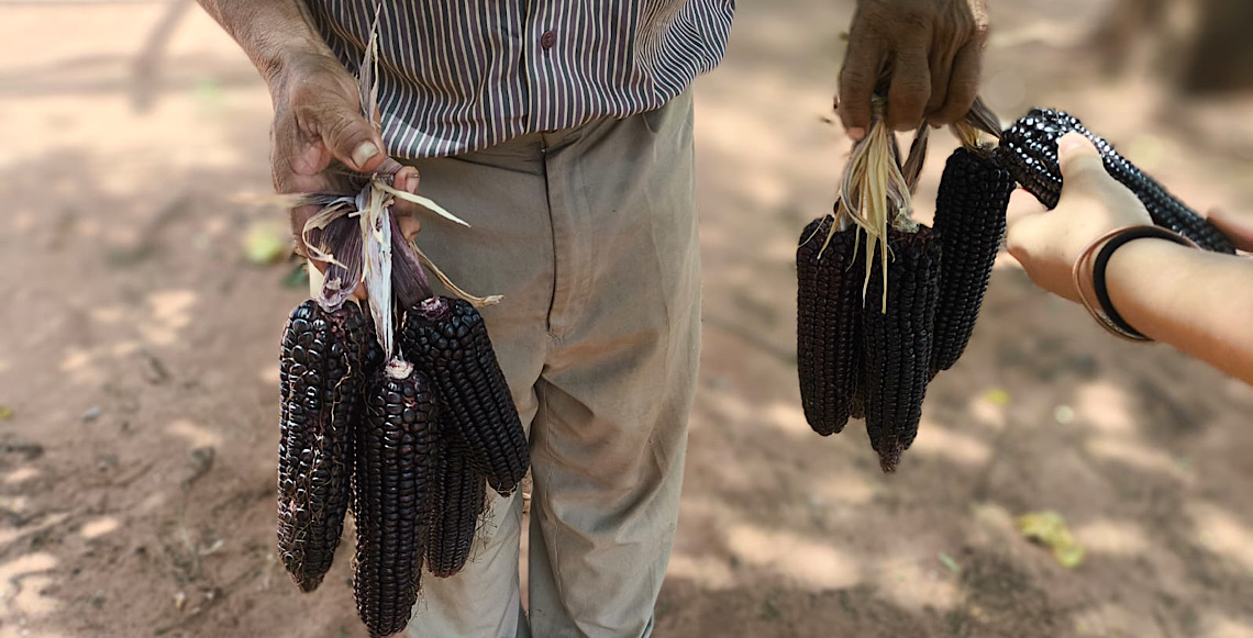 Trabalho e ciência: Milho sagrado volta a germinar em aldeias Avá Guarani no PR