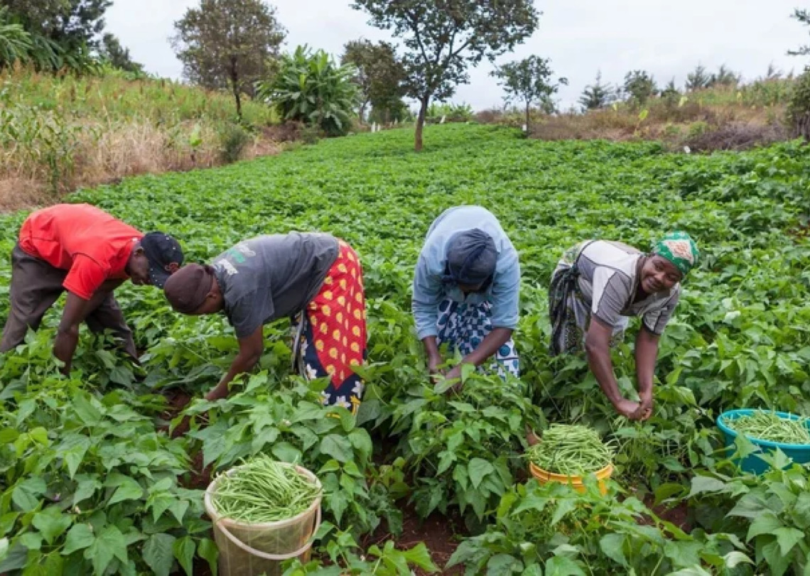 Terra Lunda: Agronegócio pode ampliar presença do Brasil em Angola, mas crédito ainda é desafio