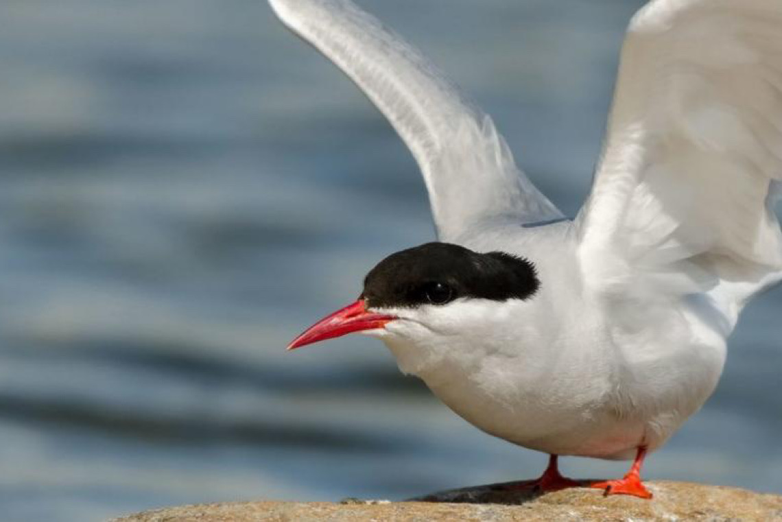 Pesca com espinhel ameaça cerca de 30 mil aves marinhas no Hemisfério Sul