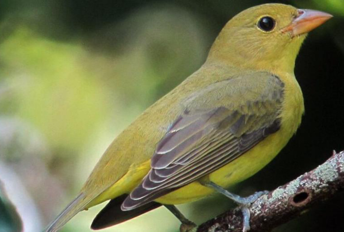 Proteção da biodiversidade avança no discurso, mas não na prática, diz mensagem