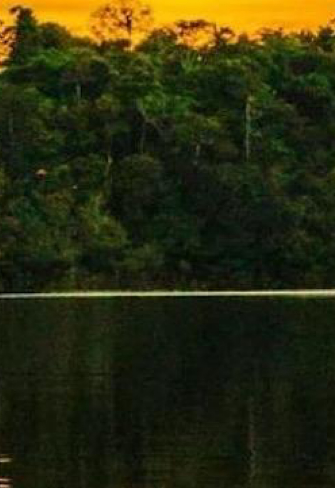 Amazônia Central: Patrimônio Mundial da Unesco protege mais de 6 milhões de hectares de floresta