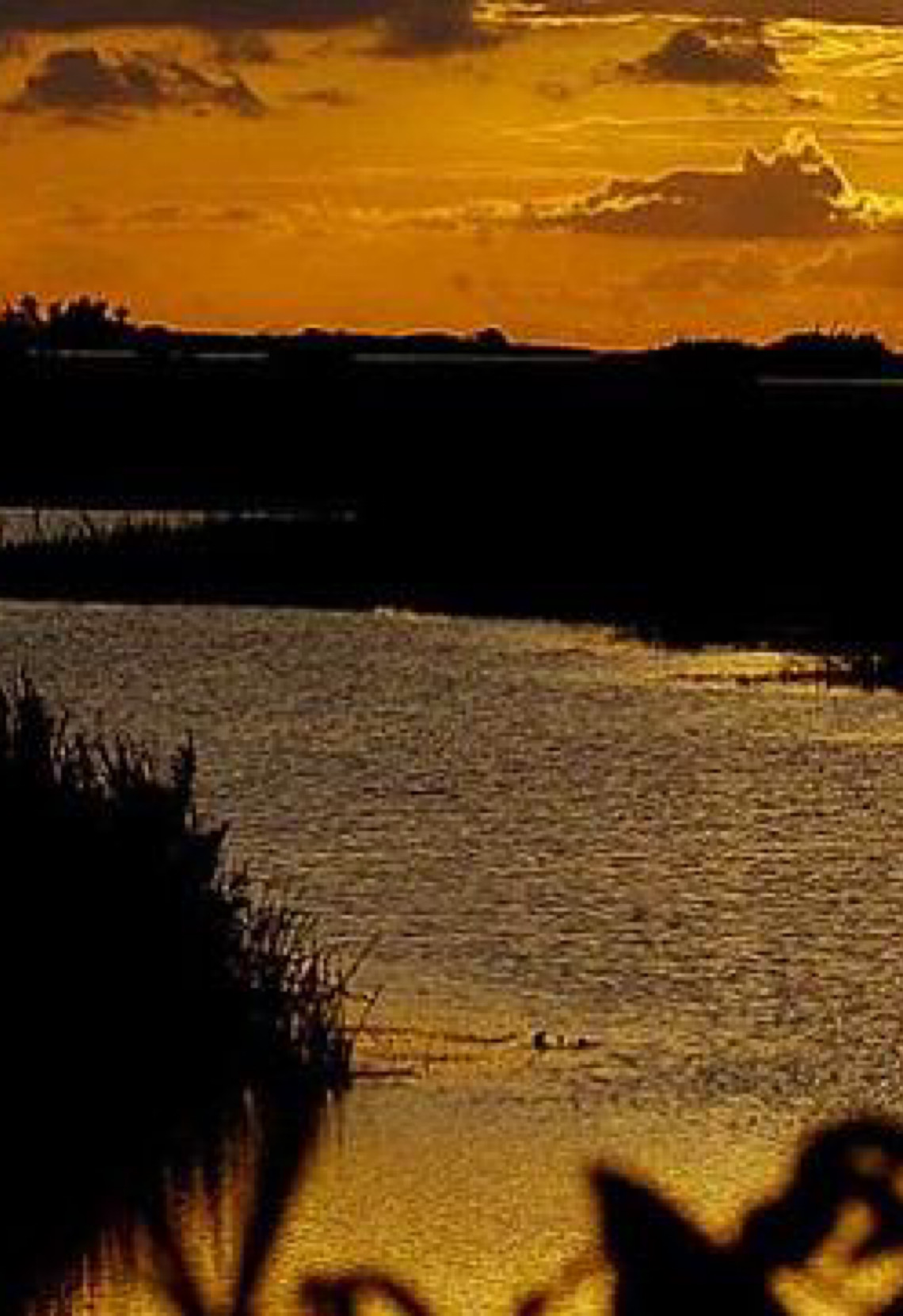 Restinga de Jurubatiba: Santuário de lagoas costeiras e biodiversidade preservada no litoral fluminense