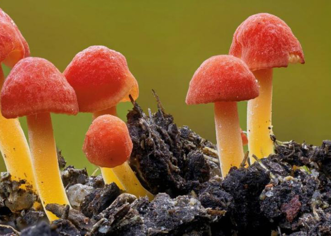 COP17: Portuguesa lança estratégia para salvar fungos. Sem eles, milhões de plantas e animais morrerão