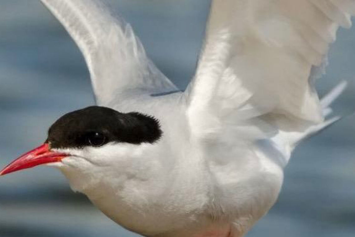 Pesca com espinhel ameaça cerca de 30 mil aves marinhas no Hemisfério Sul