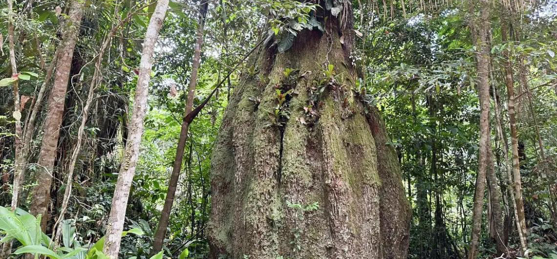 Lista Nacional Oficial de Espécies da Flora Ameaçadas de Extinção é atualizada