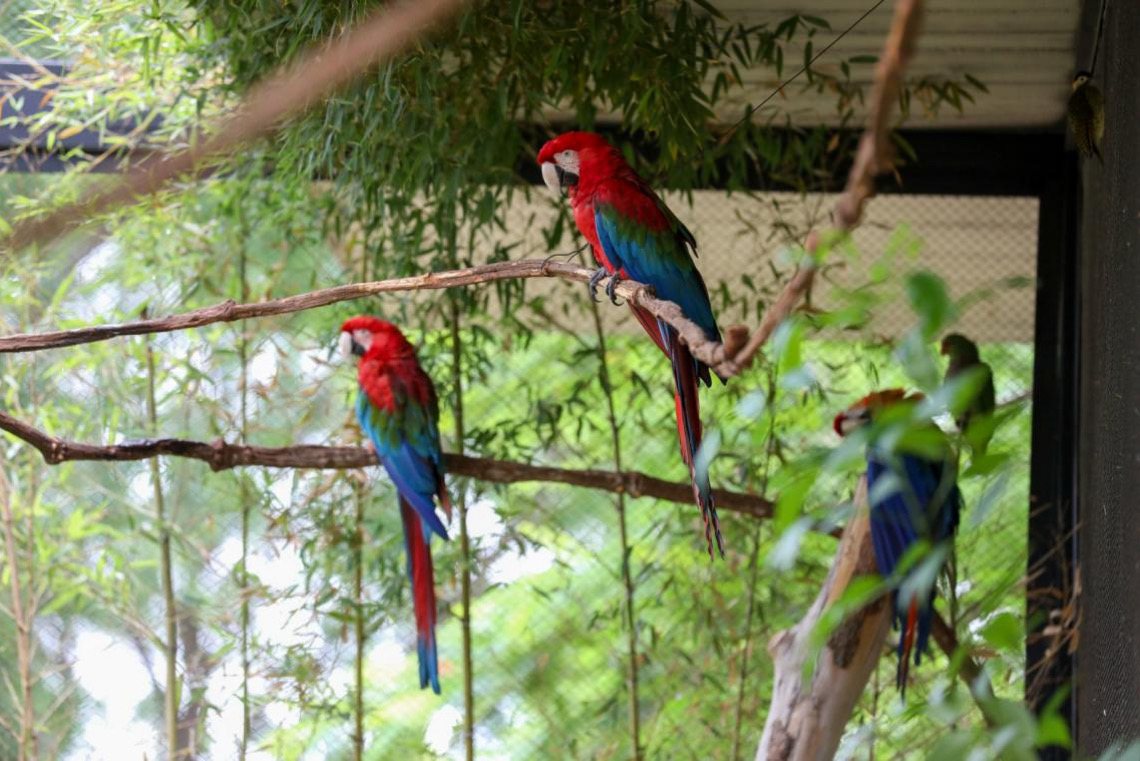 Aviário de Imersão do Zoológico de Brasília reaberto para visitação
