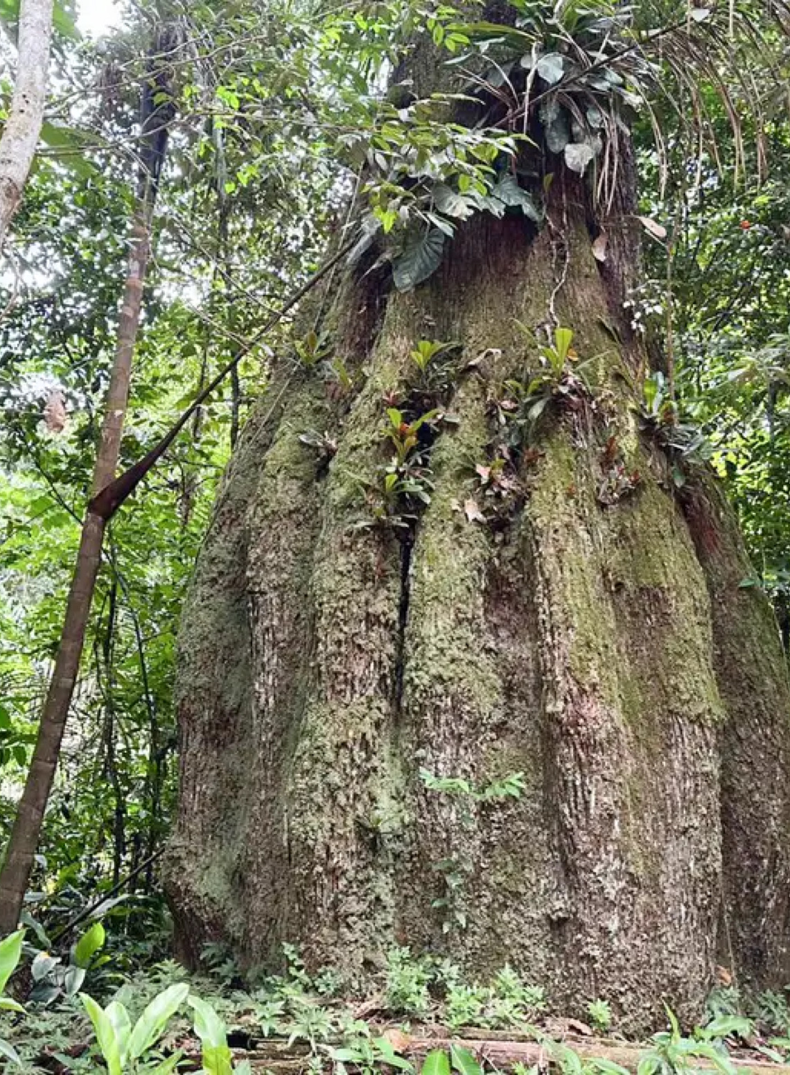Lista Nacional Oficial de Espécies da Flora Ameaçadas de Extinção é atualizada