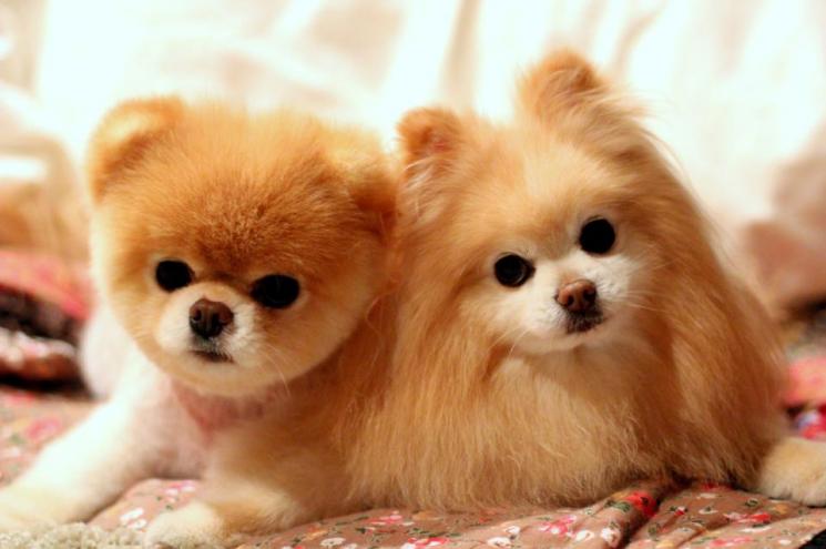 Resultado de imagem para CACHORRO PELO LINDO[
