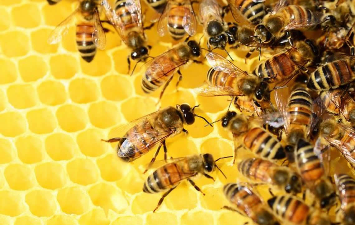 MEIO AMBIENTE – O GRAVE PROBLEMA DO DESAPARECIMENTO DAS ABELHAS 1 Resultado de imagem para desaparecimento das abelhas