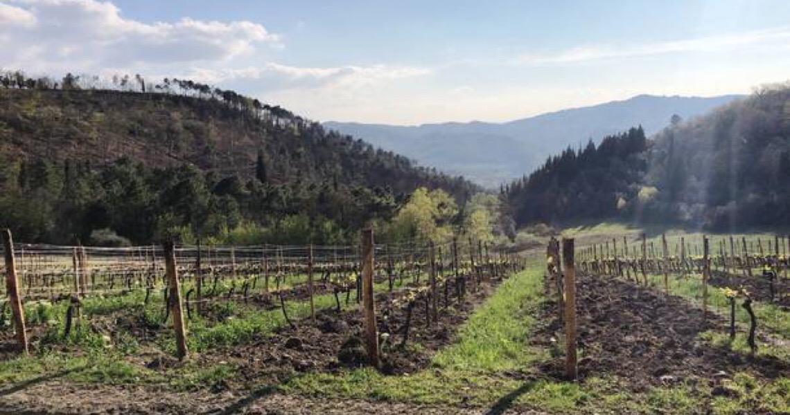 Um roteiro em meio ao sol e aos vinhedos da Toscana, na Itália