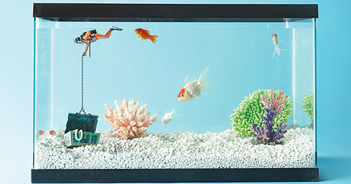 Peixes de estimação exigem cuidados especiais