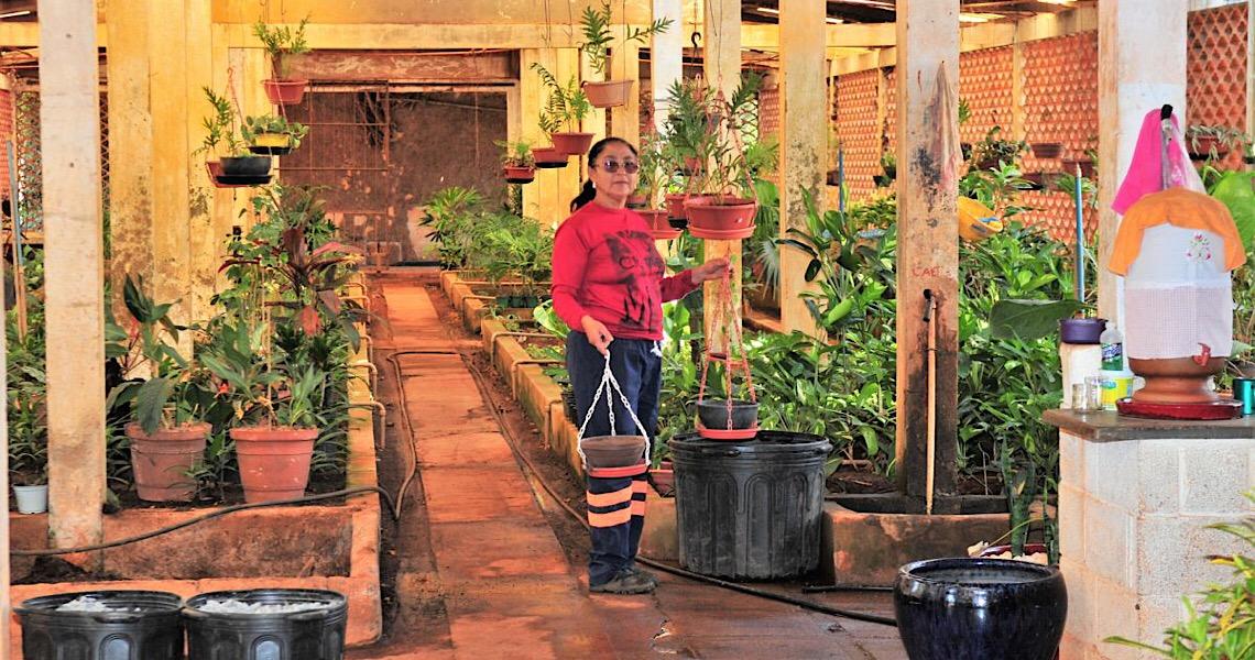 Sempre é tempo de flores em Brasília