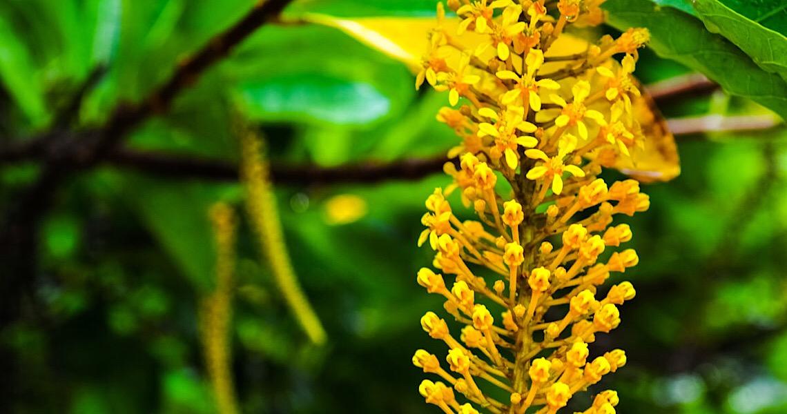 A Brasília dourada de dezembro com a flor do cambuí