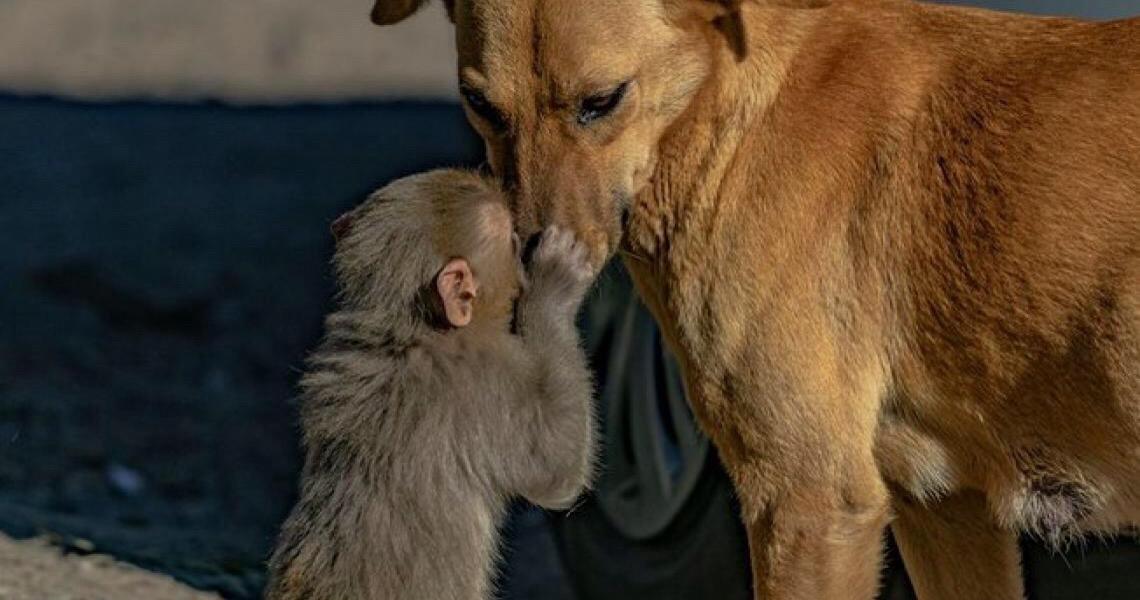 ContextoExato - Cachorra grávida acolhe filhote de macaco que teve ...