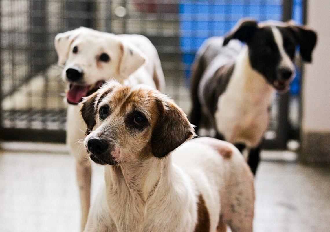 Campanha de castração de cães e gatos abre 3,2 mil vagas gratuitas no DF