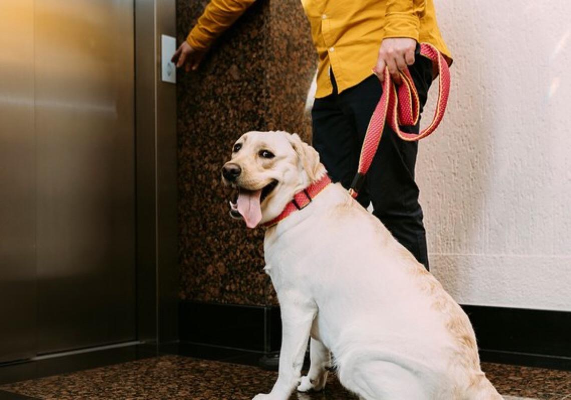 Justiça do DF autoriza moradora a usar elevador para transporte de animal de estimação