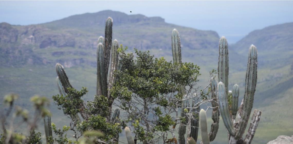 Bioma exclusivamente brasileiro oferece vários destinos de ecoturismo