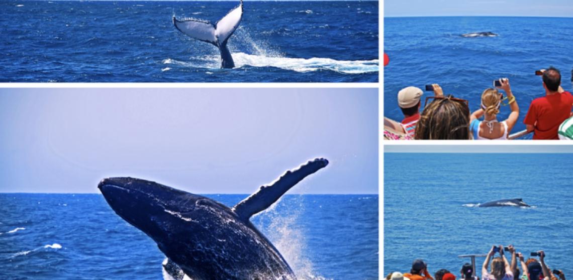 Baleias encantam turistas que procuram o litoral norte de São Paulo no inverno
