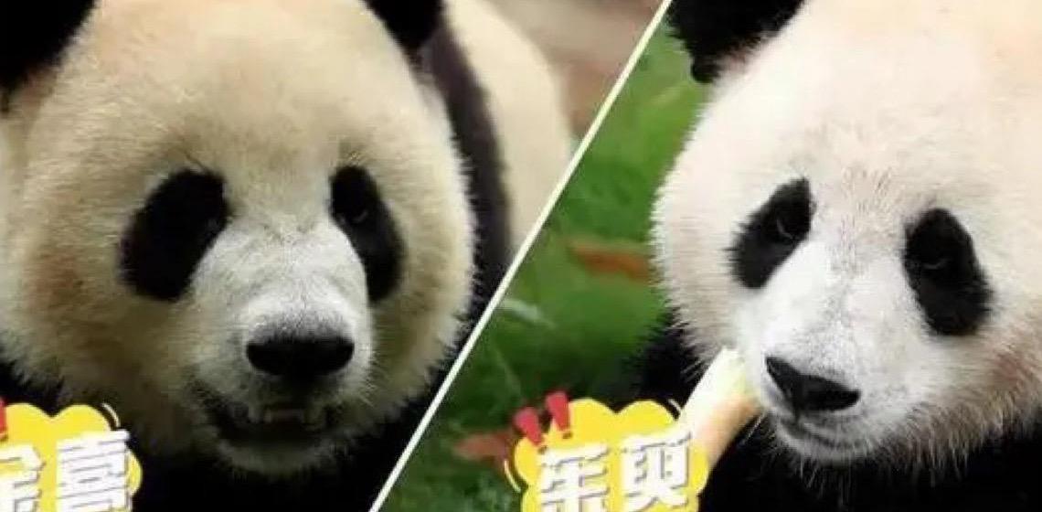Dois Pandas gigantes rumaram a Madrid em sinal de amizade bilateral