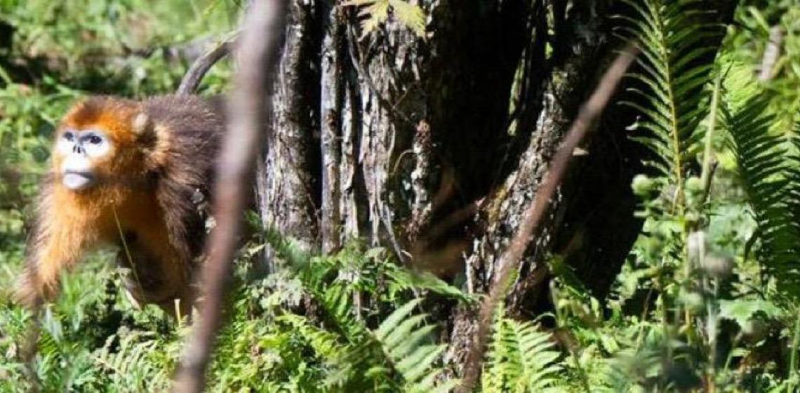 Empresas de energia chinesas pedem mais esforços de conservação da biodiversidade