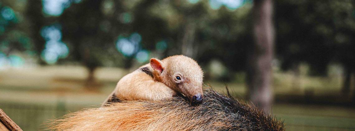 Nascimento de tamanduá-mirim no Zoo reforça engajamento na conservação