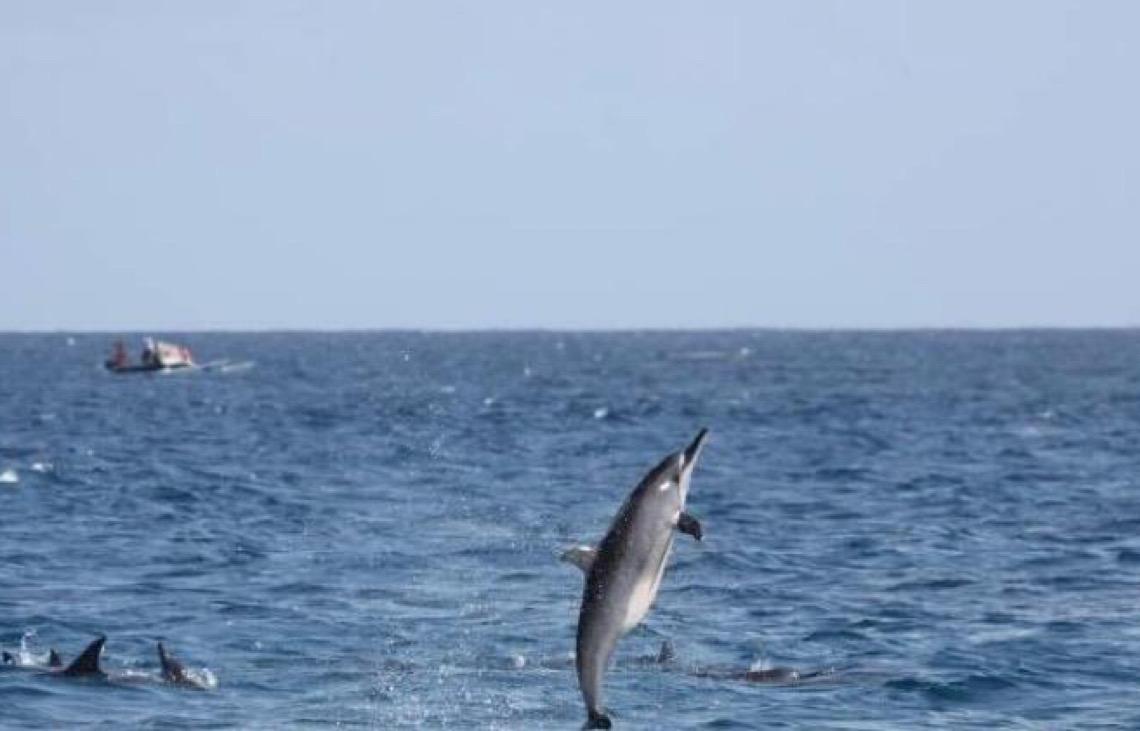 Golfinhos de Noronha mudam hábitos devido a aumento de barcos e turistas