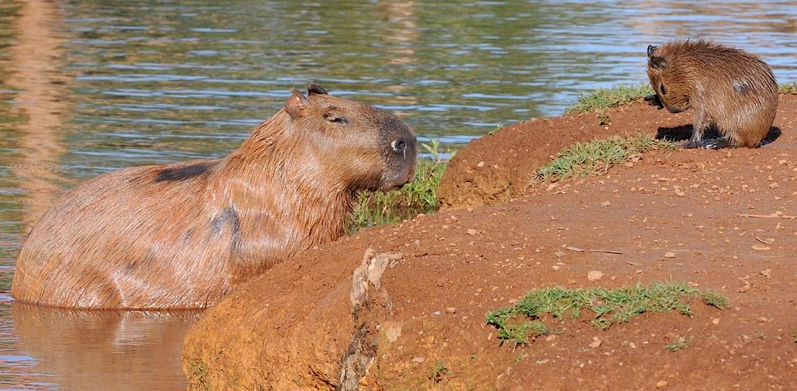 A mentira não pode ser usada para direcionar decisões sobre o manejo de capivaras em Brasília